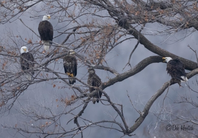 Eagles Perched