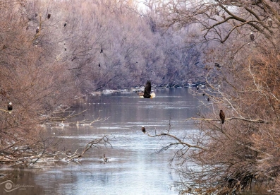 Eagle Flying