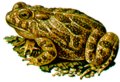 great_plains_toad